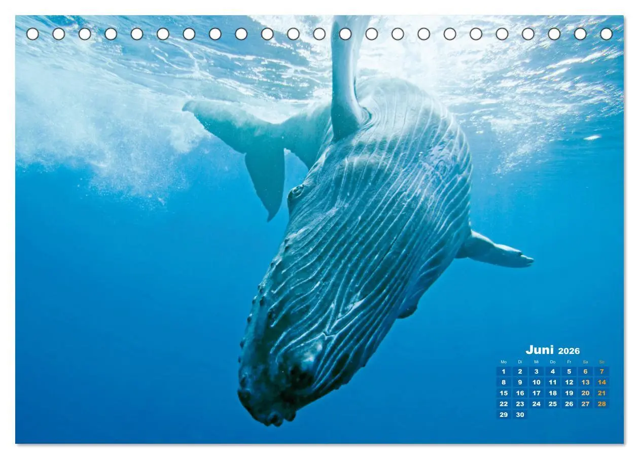 Bild: 9783457290194 | Buckelwale: Aus den blauen Tiefen der Ozeane (Tischkalender 2026...