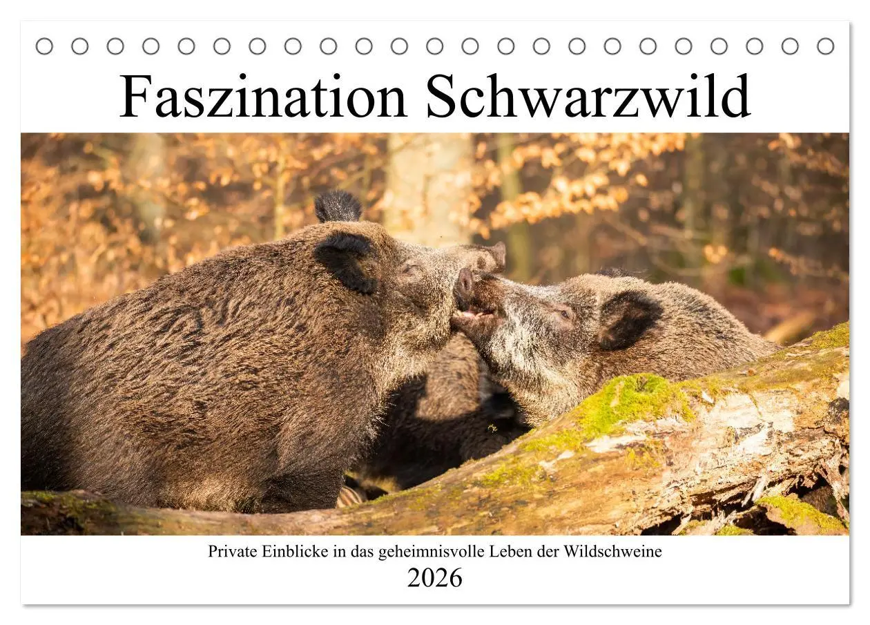 Cover: 9783457660294 | Faszination Schwarzwild (Tischkalender 2026 DIN A5 quer), CALVENDO...