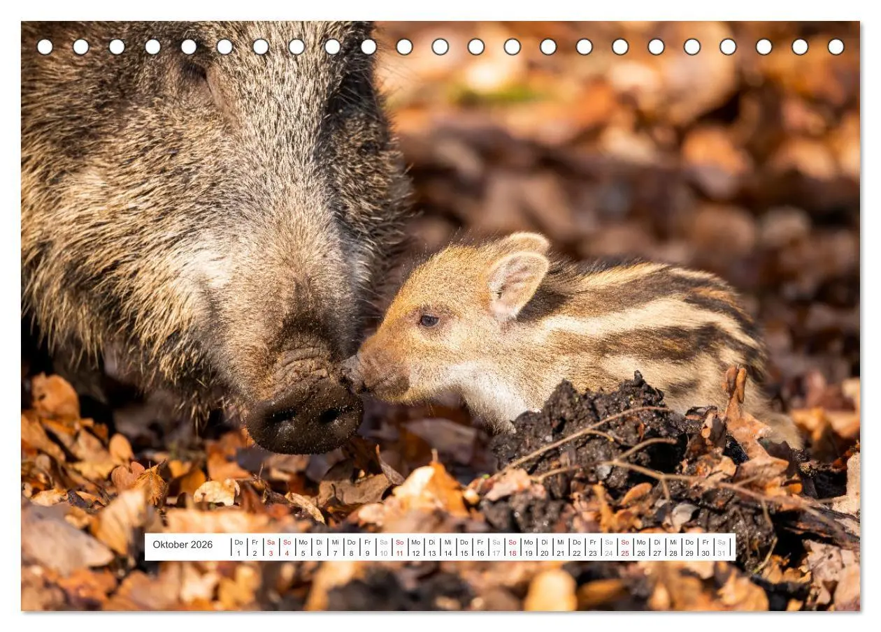 Bild: 9783457660294 | Faszination Schwarzwild (Tischkalender 2026 DIN A5 quer), CALVENDO...