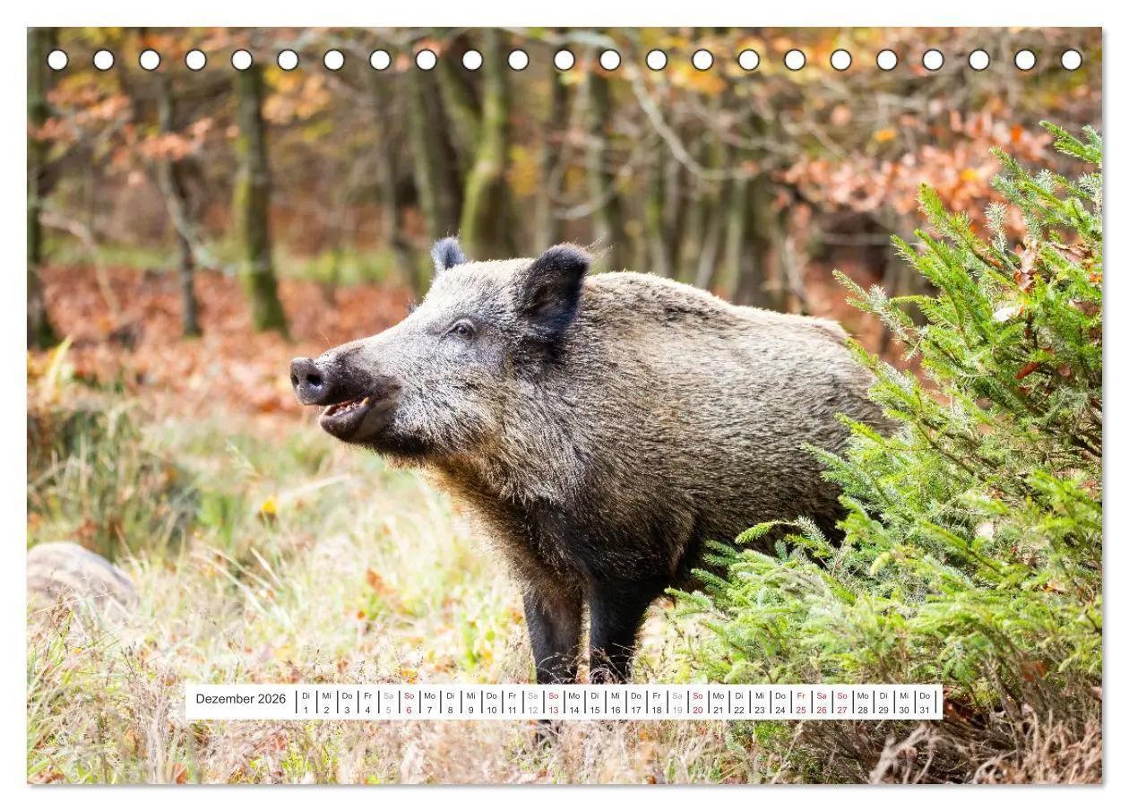 Bild: 9783457660294 | Faszination Schwarzwild (Tischkalender 2026 DIN A5 quer), CALVENDO...