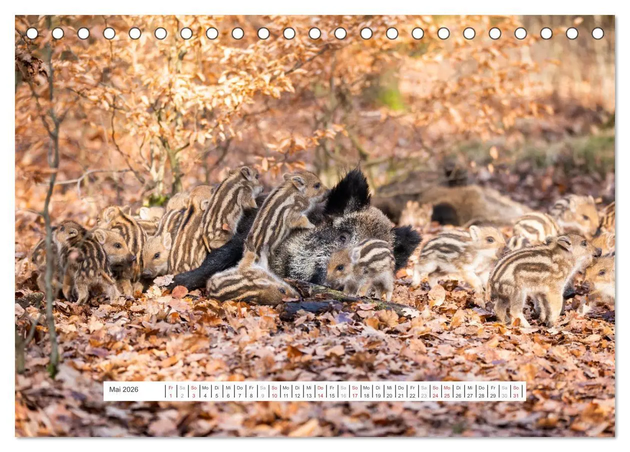 Bild: 9783457660294 | Faszination Schwarzwild (Tischkalender 2026 DIN A5 quer), CALVENDO...