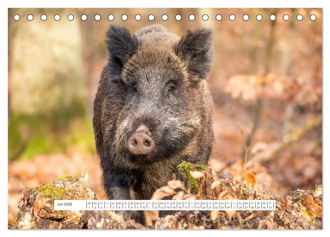 Bild: 9783457660294 | Faszination Schwarzwild (Tischkalender 2026 DIN A5 quer), CALVENDO...