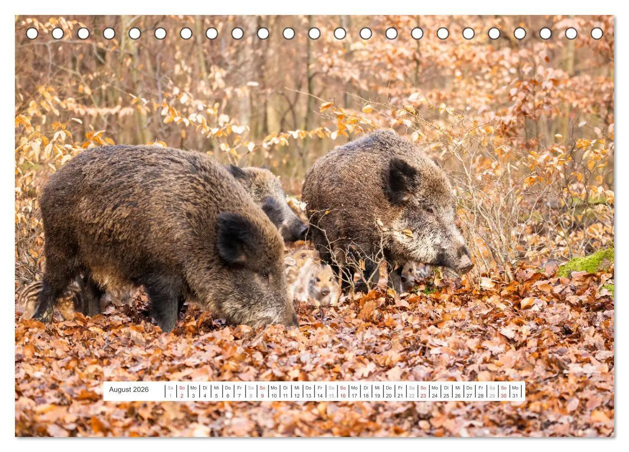 Bild: 9783457660294 | Faszination Schwarzwild (Tischkalender 2026 DIN A5 quer), CALVENDO...