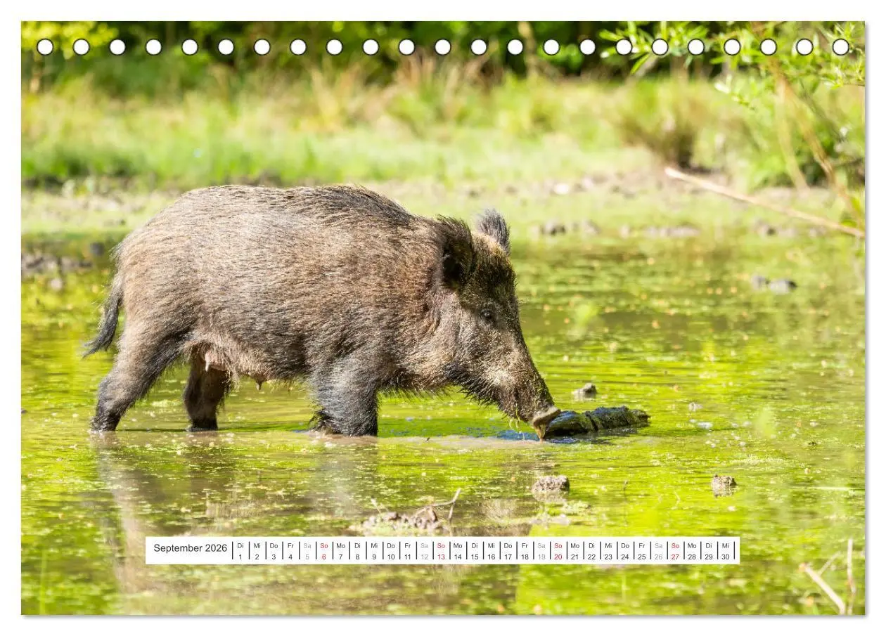 Bild: 9783457660294 | Faszination Schwarzwild (Tischkalender 2026 DIN A5 quer), CALVENDO...