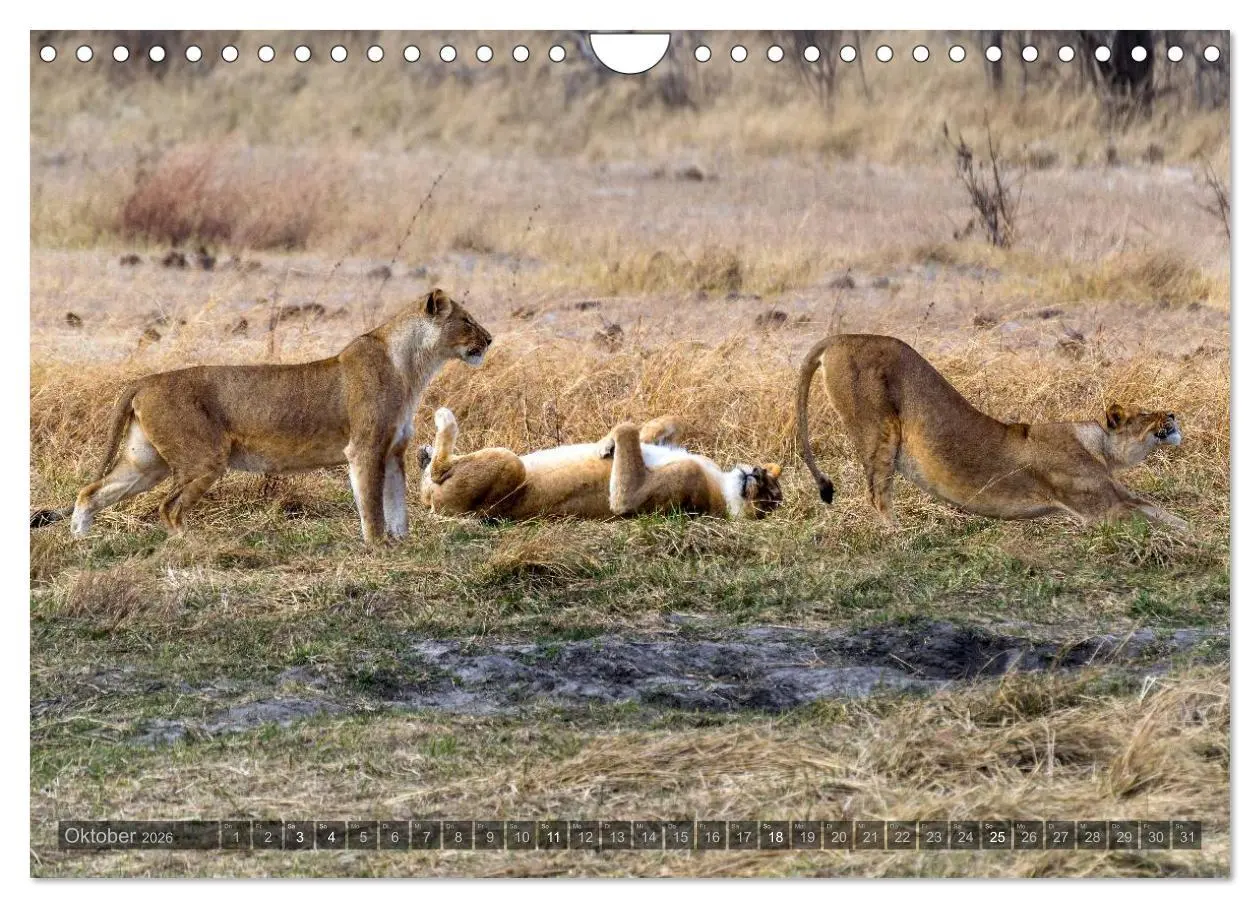 Bild: 9783516060294 | Botswana - Landschaft und Tierwelt (Wandkalender 2026 DIN A4 quer),...