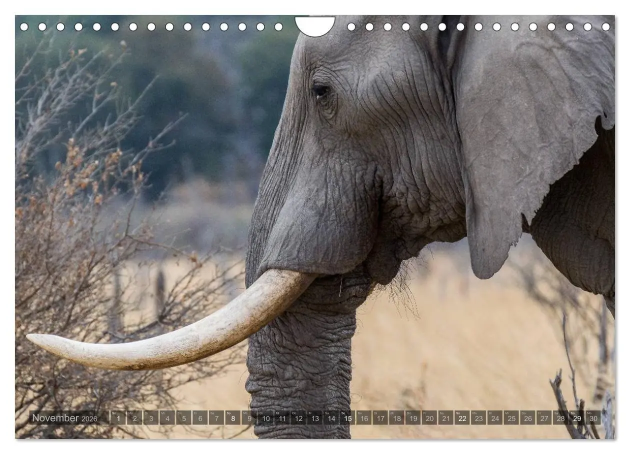 Bild: 9783516060294 | Botswana - Landschaft und Tierwelt (Wandkalender 2026 DIN A4 quer),...