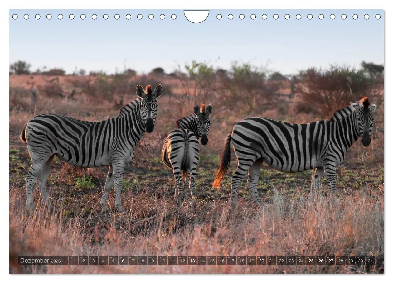 Bild: 9783516060294 | Botswana - Landschaft und Tierwelt (Wandkalender 2026 DIN A4 quer),...