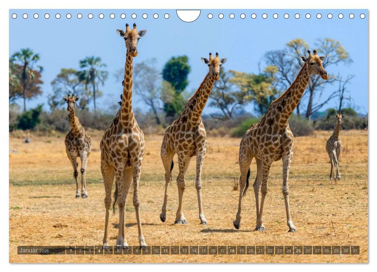 Bild: 9783516060294 | Botswana - Landschaft und Tierwelt (Wandkalender 2026 DIN A4 quer),...