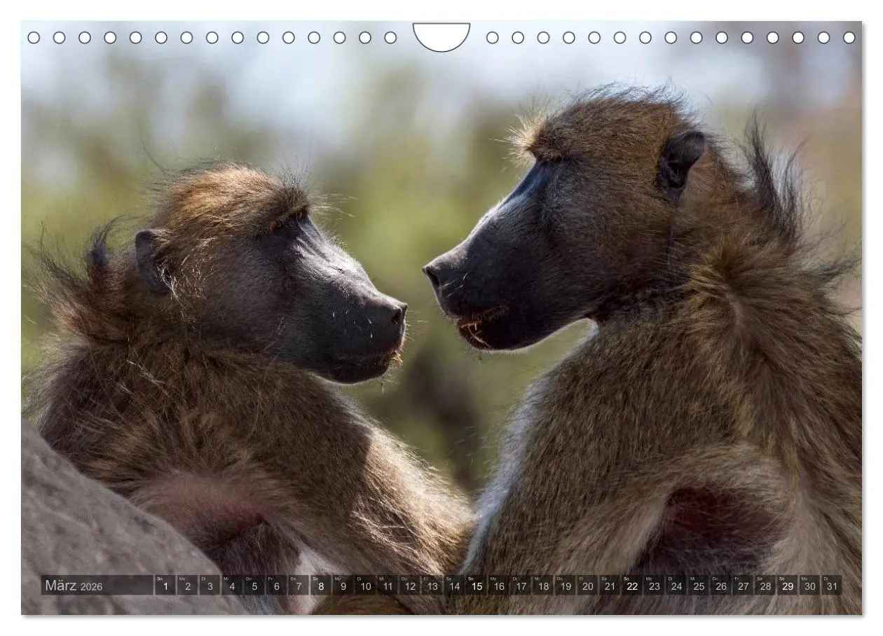 Bild: 9783516060294 | Botswana - Landschaft und Tierwelt (Wandkalender 2026 DIN A4 quer),...