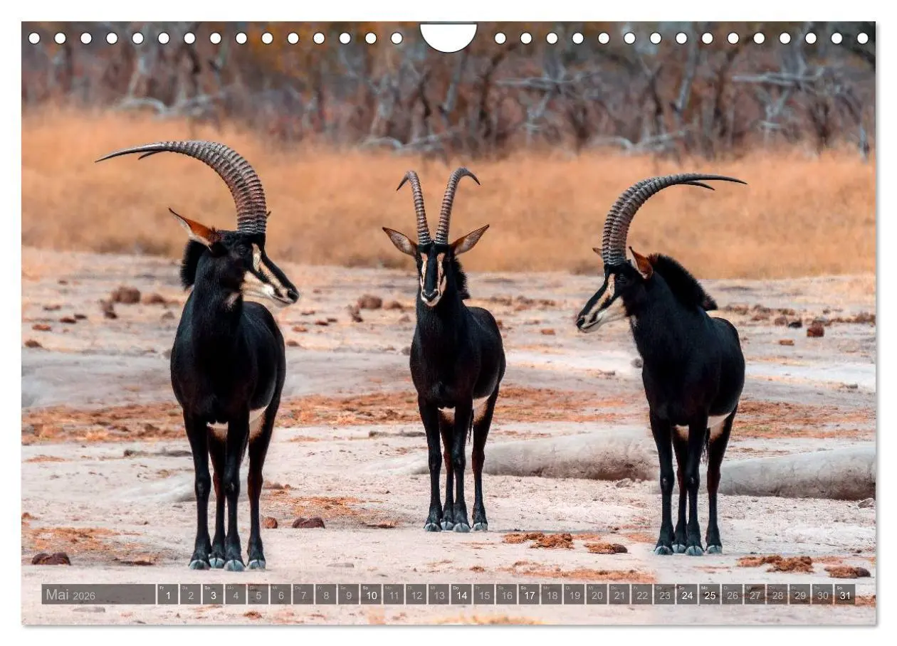 Bild: 9783516060294 | Botswana - Landschaft und Tierwelt (Wandkalender 2026 DIN A4 quer),...