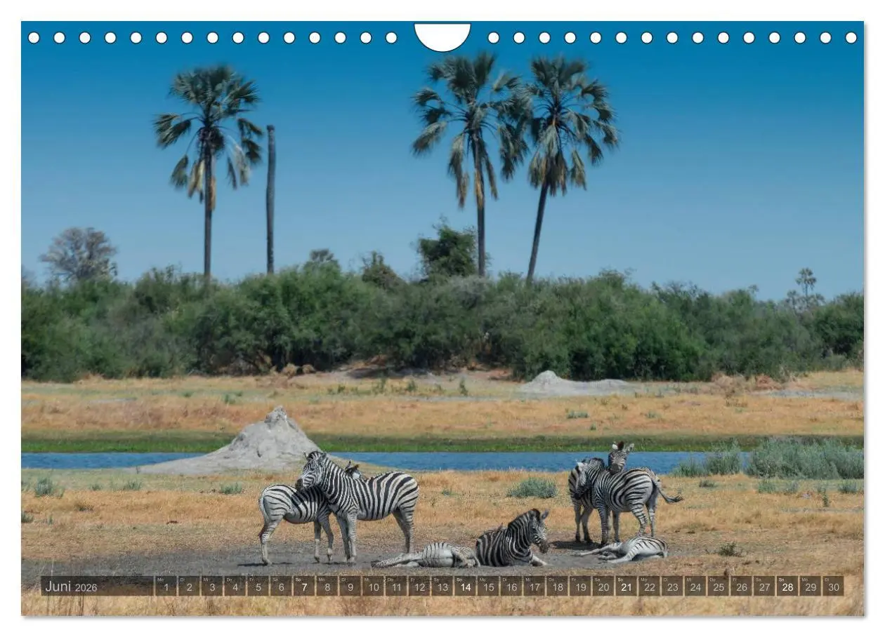 Bild: 9783516060294 | Botswana - Landschaft und Tierwelt (Wandkalender 2026 DIN A4 quer),...