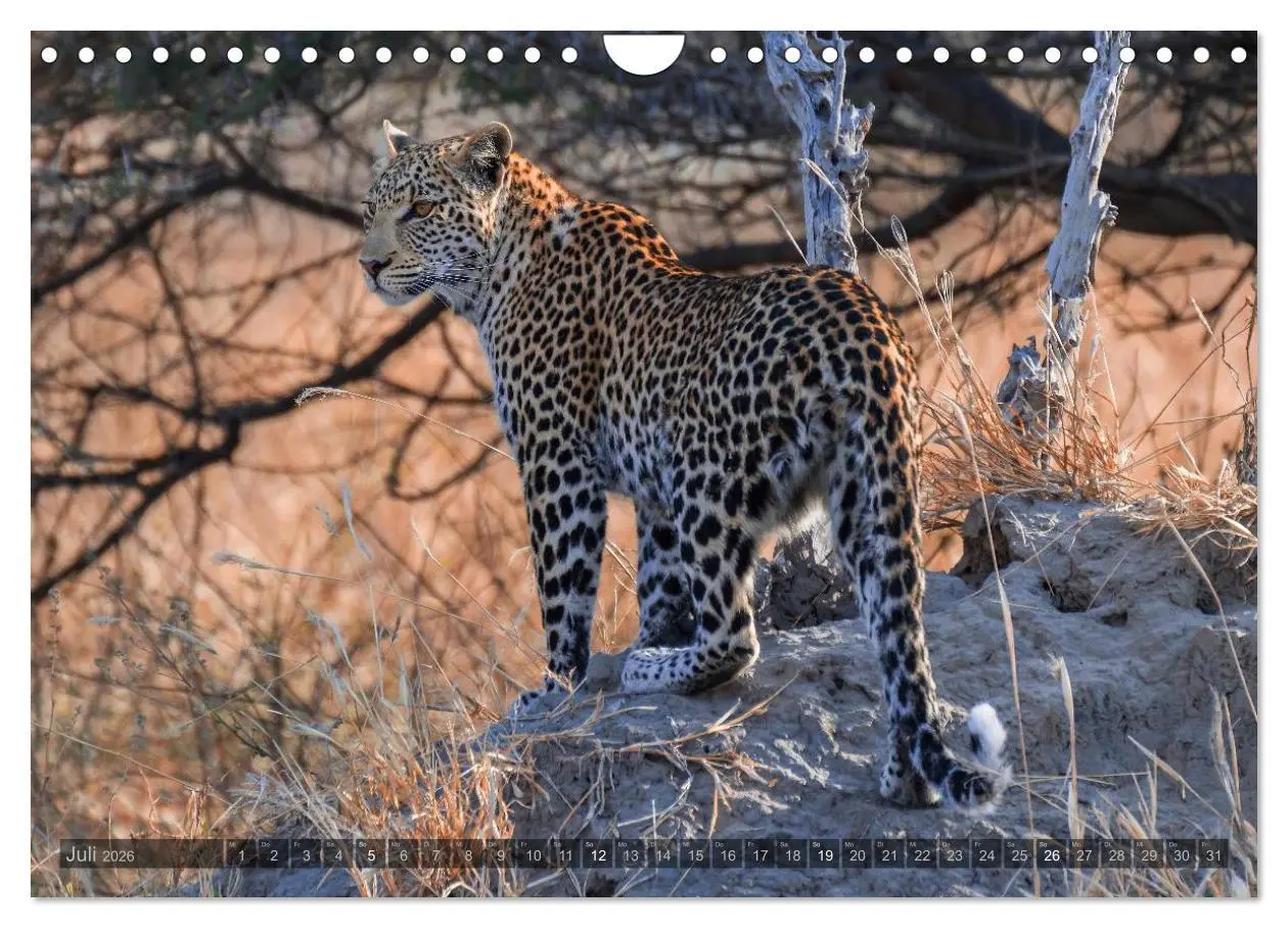 Bild: 9783516060294 | Botswana - Landschaft und Tierwelt (Wandkalender 2026 DIN A4 quer),...