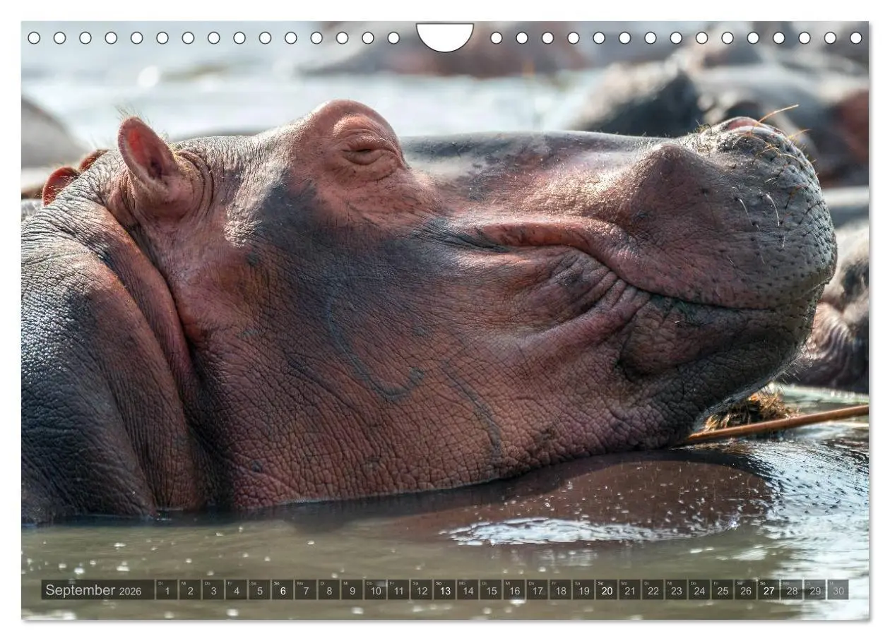 Bild: 9783516060294 | Botswana - Landschaft und Tierwelt (Wandkalender 2026 DIN A4 quer),...