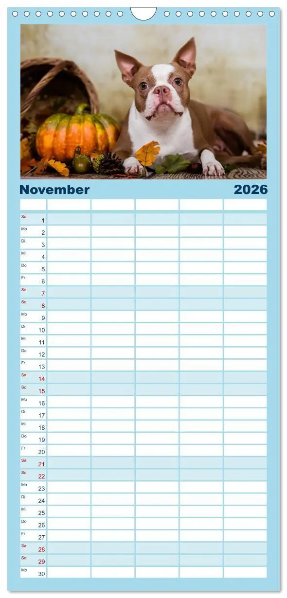 Bild: 9783516510294 | Familienplaner 2026 - Colored Boston Terrier 2026 mit 5 Spalten...