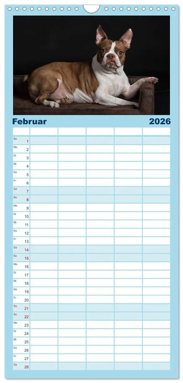 Bild: 9783516510294 | Familienplaner 2026 - Colored Boston Terrier 2026 mit 5 Spalten...
