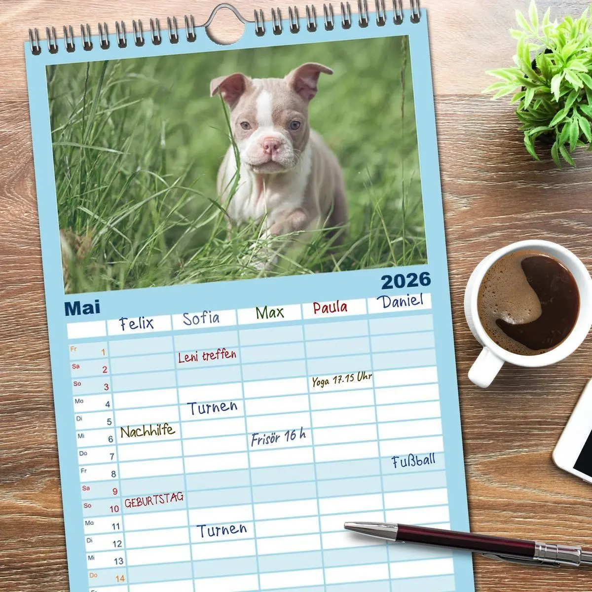Bild: 9783516510294 | Familienplaner 2026 - Colored Boston Terrier 2026 mit 5 Spalten...