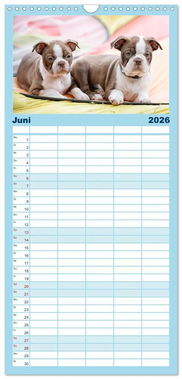 Bild: 9783516510294 | Familienplaner 2026 - Colored Boston Terrier 2026 mit 5 Spalten...