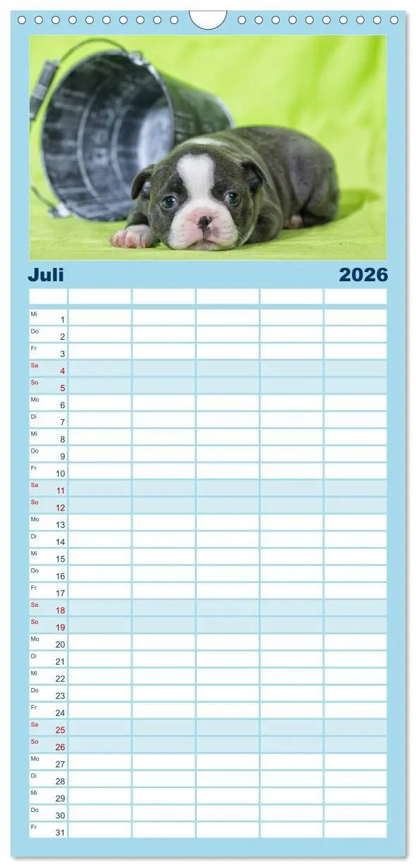 Bild: 9783516510294 | Familienplaner 2026 - Colored Boston Terrier 2026 mit 5 Spalten...