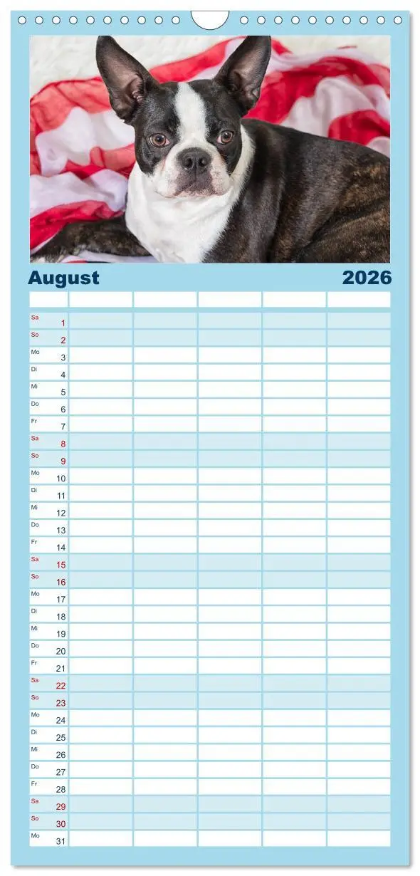 Bild: 9783516510294 | Familienplaner 2026 - Colored Boston Terrier 2026 mit 5 Spalten...