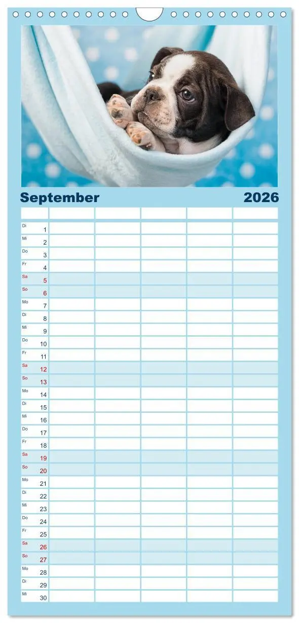 Bild: 9783516510294 | Familienplaner 2026 - Colored Boston Terrier 2026 mit 5 Spalten...