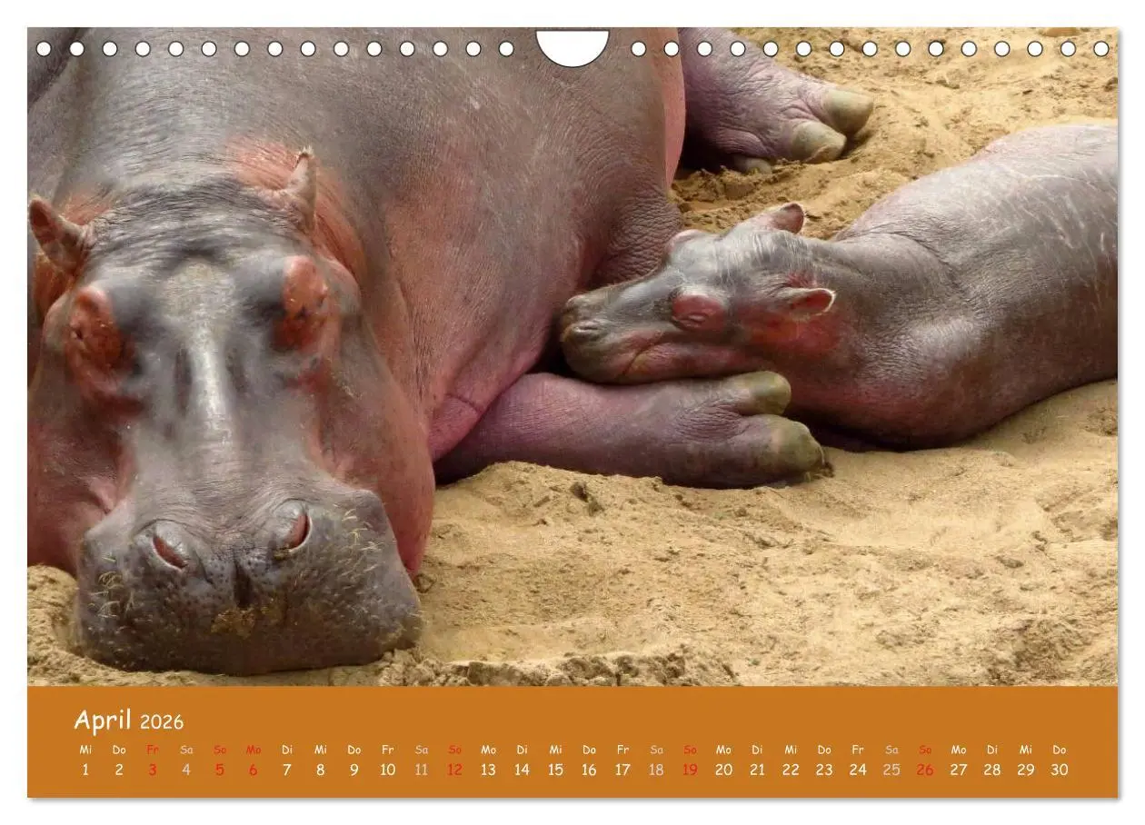 Bild: 9783516120394 | Auge in Auge mit den Tieren Afrikas (Wandkalender 2026 DIN A4...