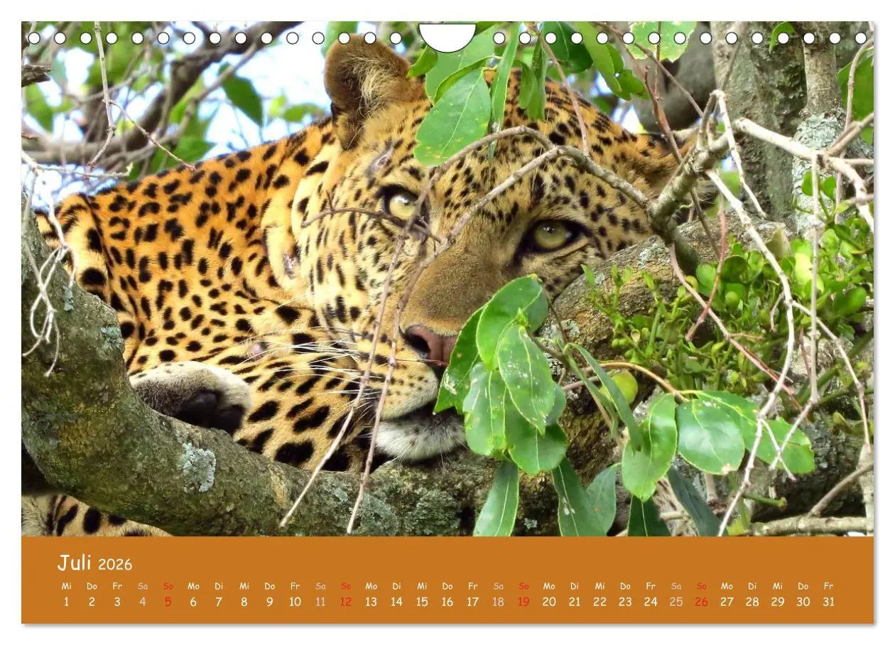 Bild: 9783516120394 | Auge in Auge mit den Tieren Afrikas (Wandkalender 2026 DIN A4...