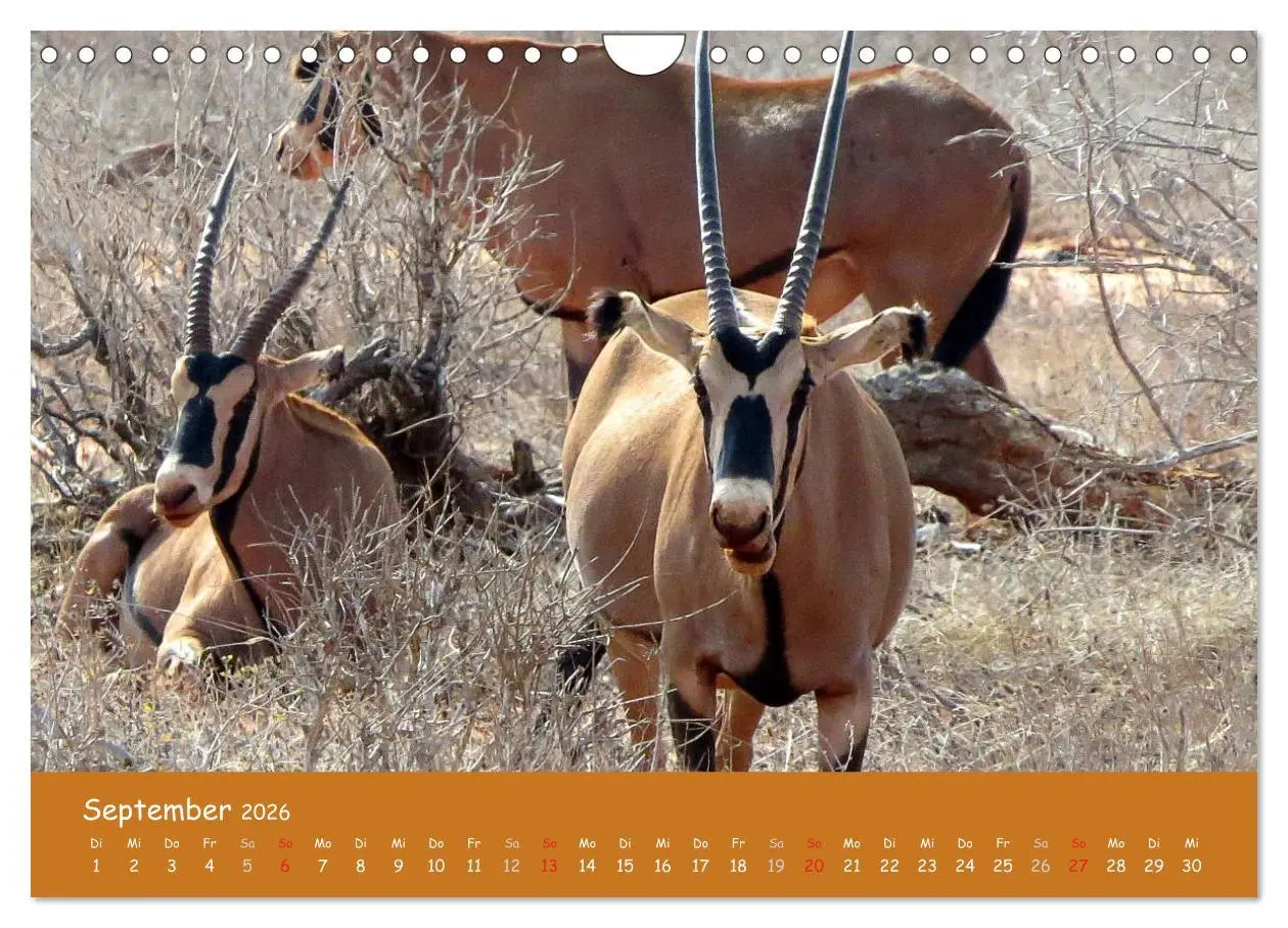 Bild: 9783516120394 | Auge in Auge mit den Tieren Afrikas (Wandkalender 2026 DIN A4...