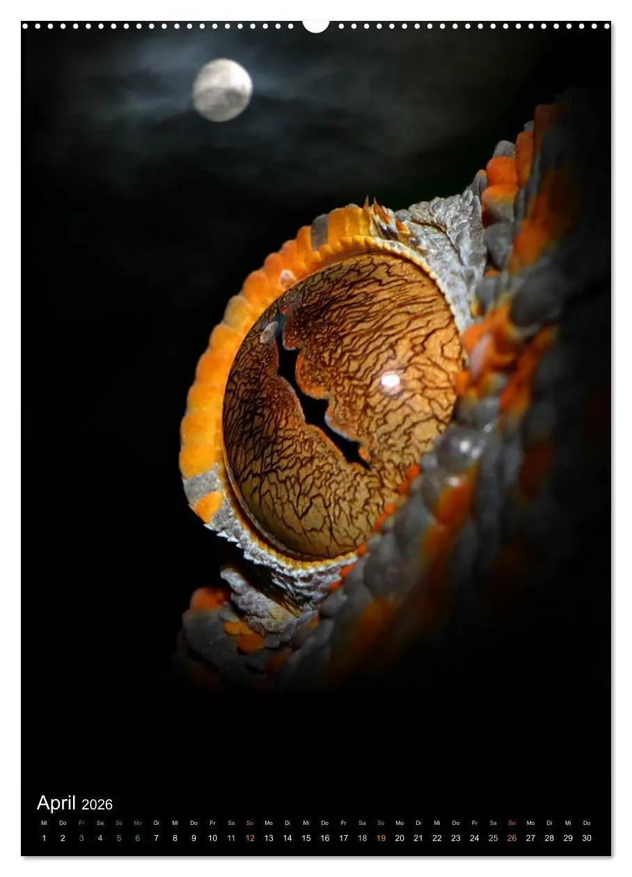 Bild: 9783516430394 | Auge in Auge mit coolen Typen - REPTILIEN (Wandkalender 2026 DIN A2...