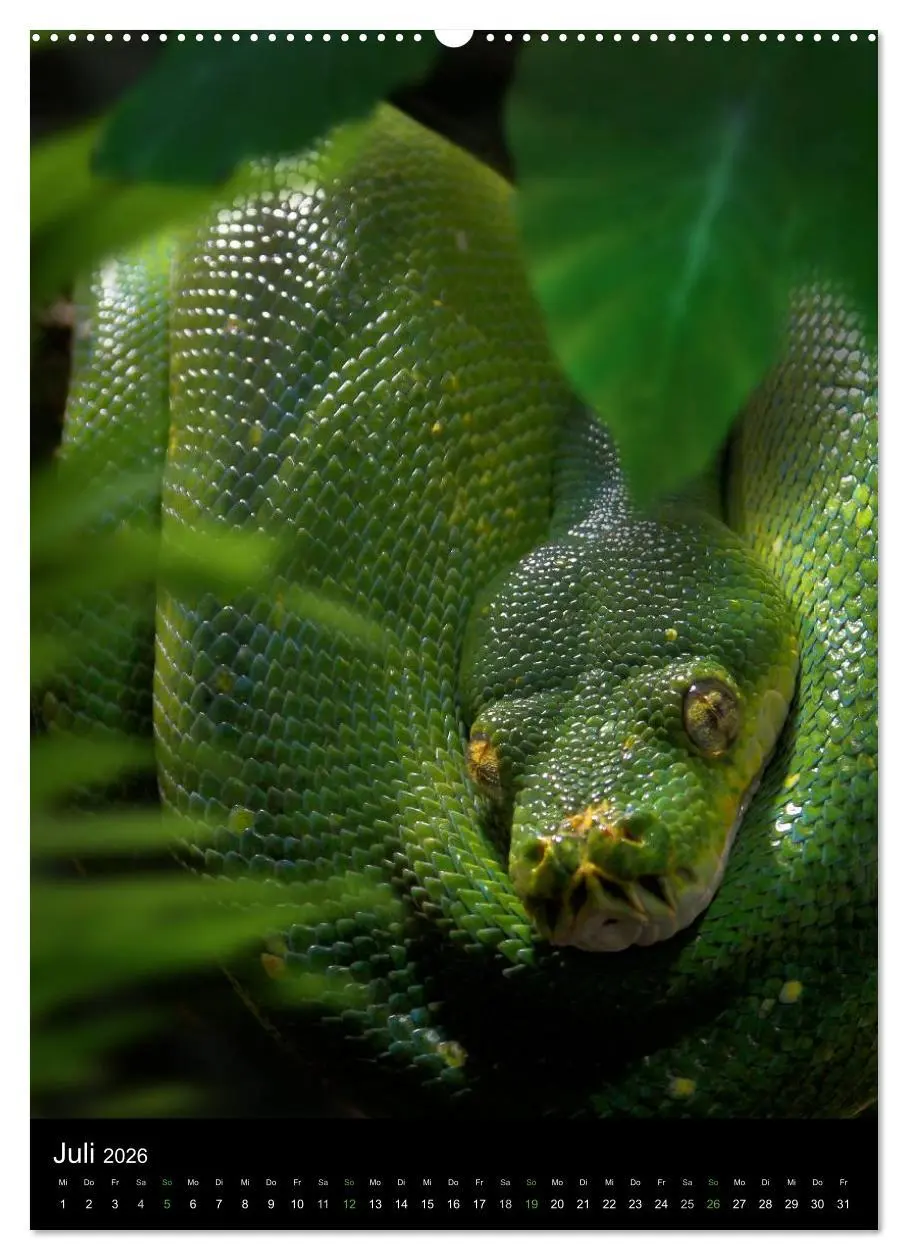 Bild: 9783516430394 | Auge in Auge mit coolen Typen - REPTILIEN (Wandkalender 2026 DIN A2...