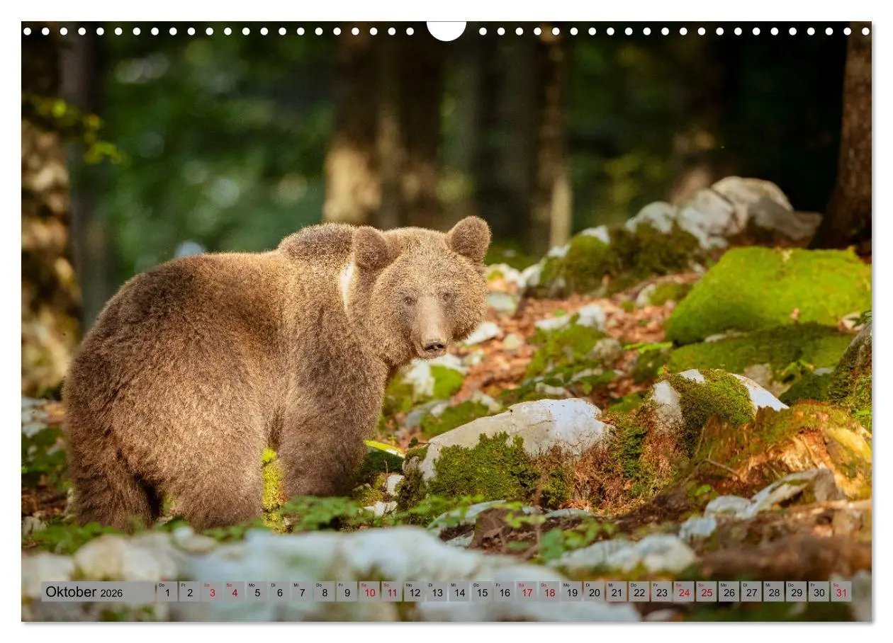 Bild: 9783457260494 | Krafttier Bär (Wandkalender 2026 DIN A3 quer), CALVENDO Monatskalender