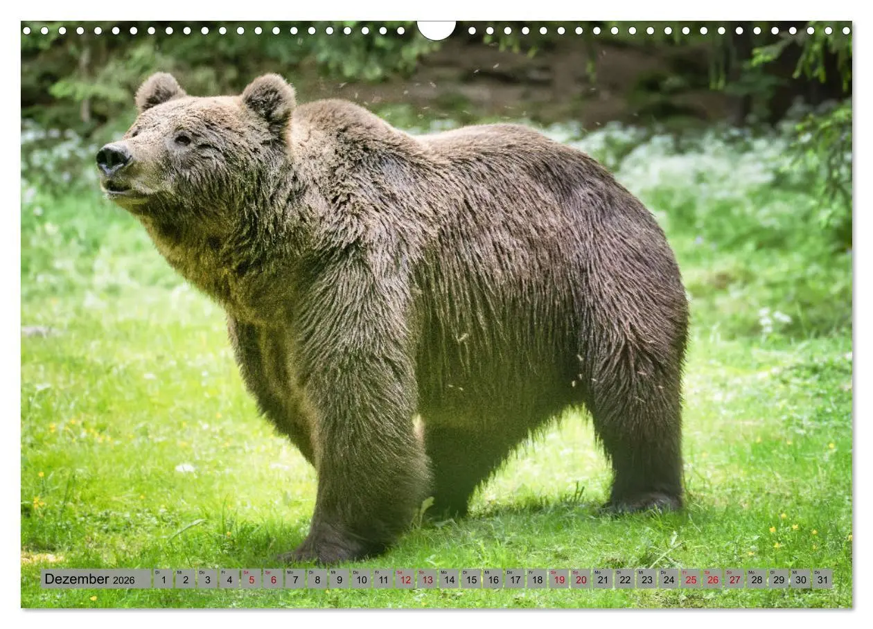 Bild: 9783457260494 | Krafttier Bär (Wandkalender 2026 DIN A3 quer), CALVENDO Monatskalender