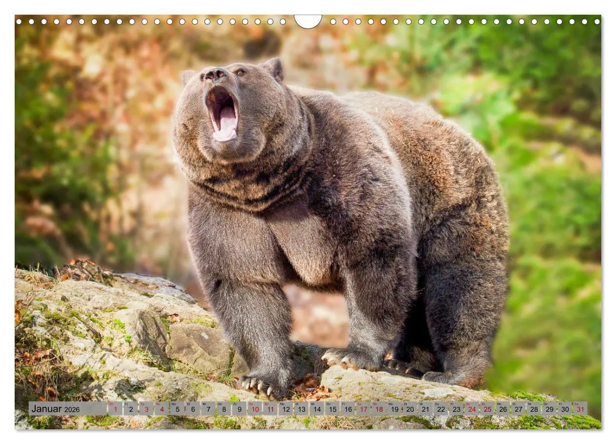 Bild: 9783457260494 | Krafttier Bär (Wandkalender 2026 DIN A3 quer), CALVENDO Monatskalender