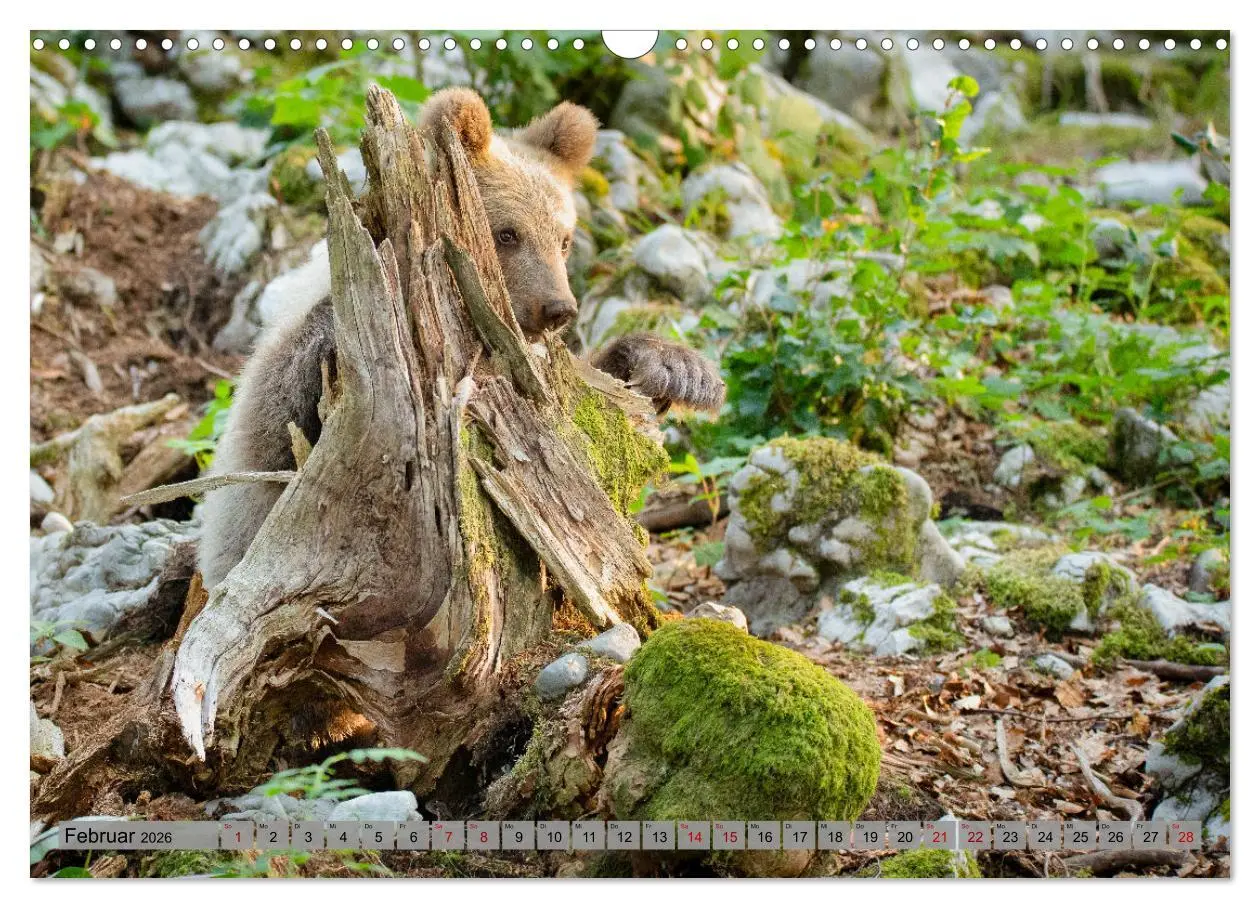 Bild: 9783457260494 | Krafttier Bär (Wandkalender 2026 DIN A3 quer), CALVENDO Monatskalender