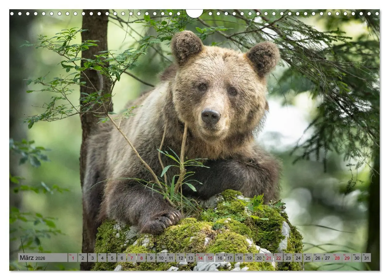 Bild: 9783457260494 | Krafttier Bär (Wandkalender 2026 DIN A3 quer), CALVENDO Monatskalender