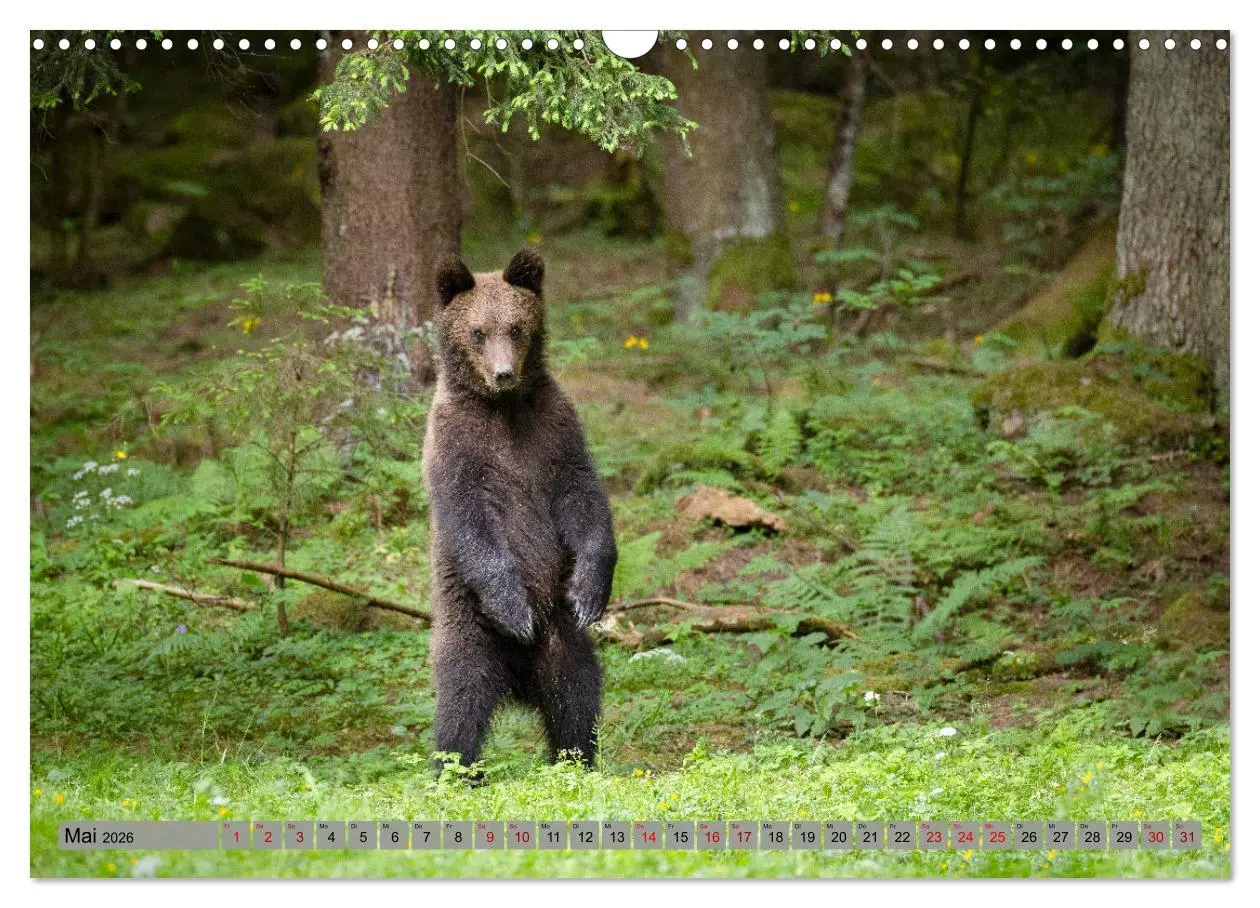 Bild: 9783457260494 | Krafttier Bär (Wandkalender 2026 DIN A3 quer), CALVENDO Monatskalender