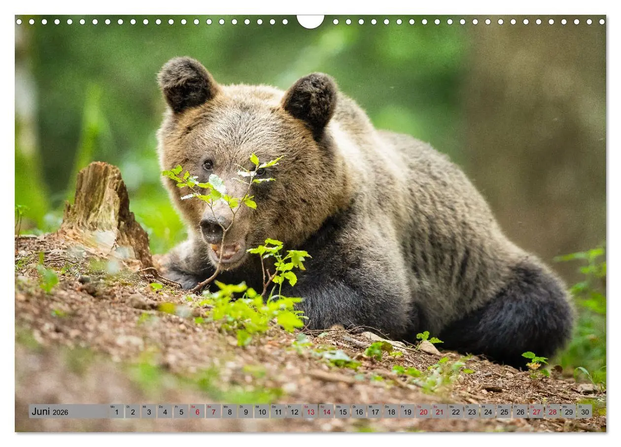 Bild: 9783457260494 | Krafttier Bär (Wandkalender 2026 DIN A3 quer), CALVENDO Monatskalender