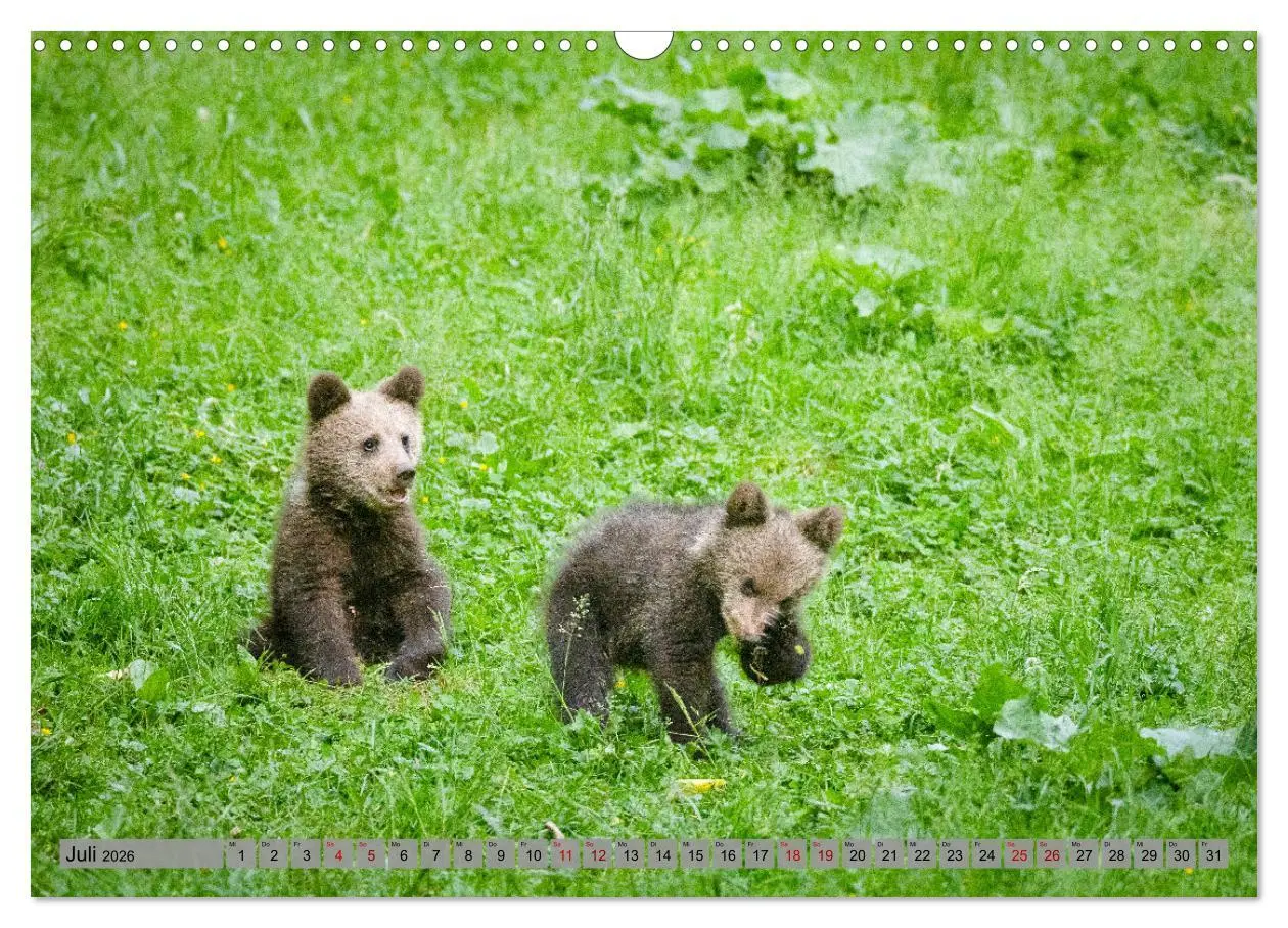 Bild: 9783457260494 | Krafttier Bär (Wandkalender 2026 DIN A3 quer), CALVENDO Monatskalender