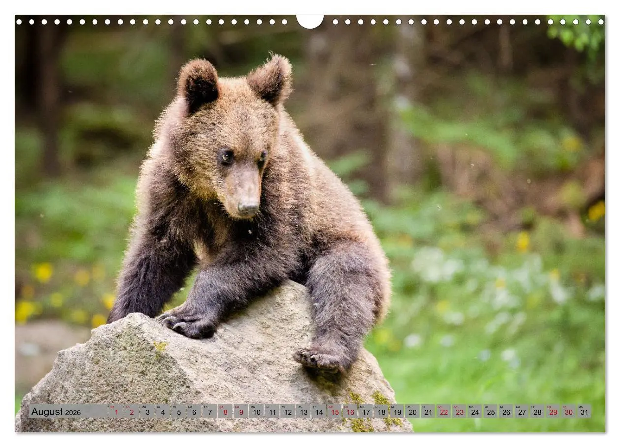 Bild: 9783457260494 | Krafttier Bär (Wandkalender 2026 DIN A3 quer), CALVENDO Monatskalender