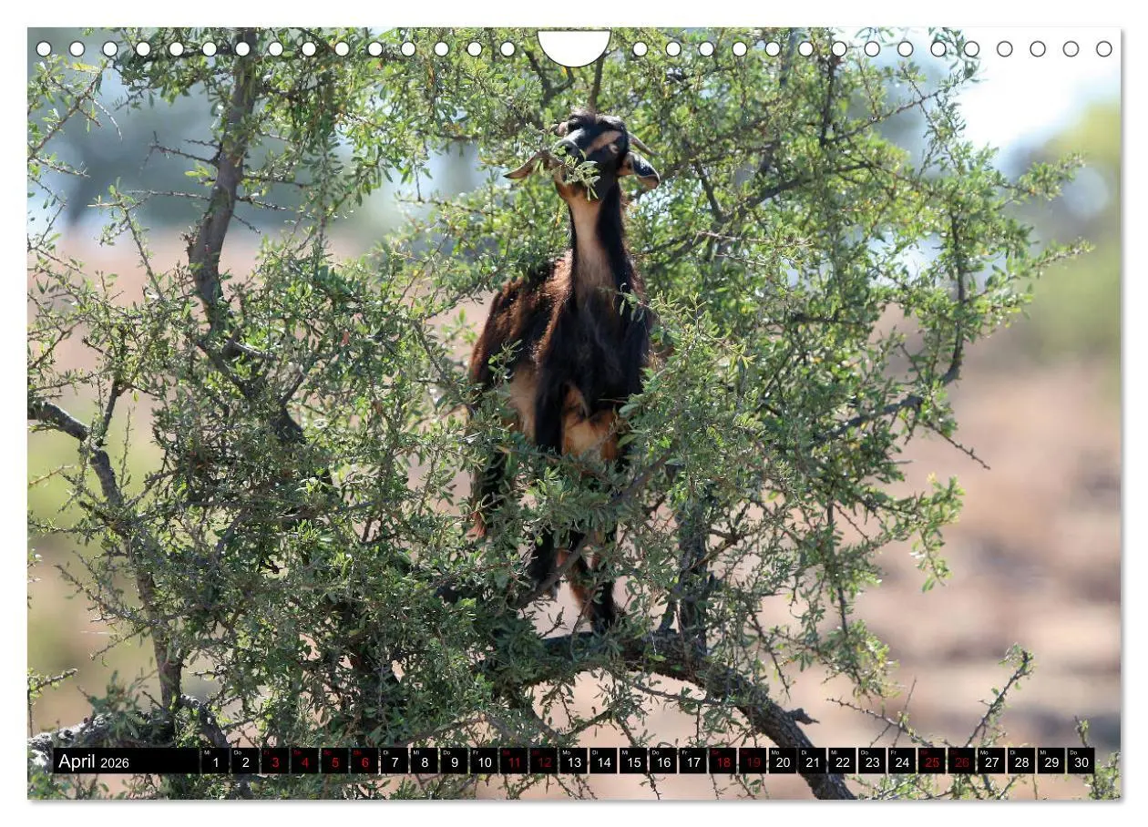 Bild: 9783457880494 | Marokko total (Wandkalender 2026 DIN A4 quer), CALVENDO Monatskalender