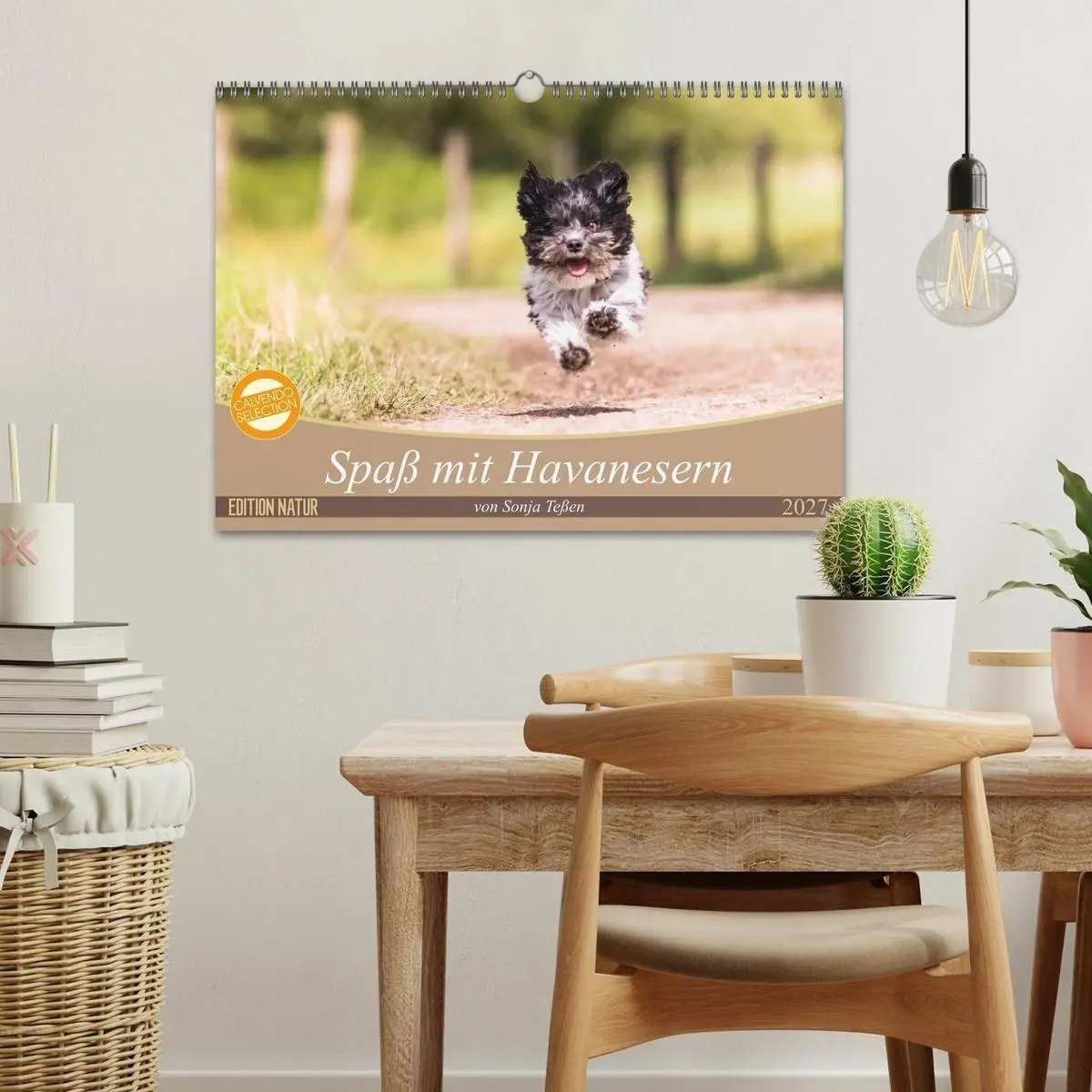 Bild: 9783569990494 | Spaß mit Havanesern (Wandkalender 2027 DIN A3 quer), CALVENDO...