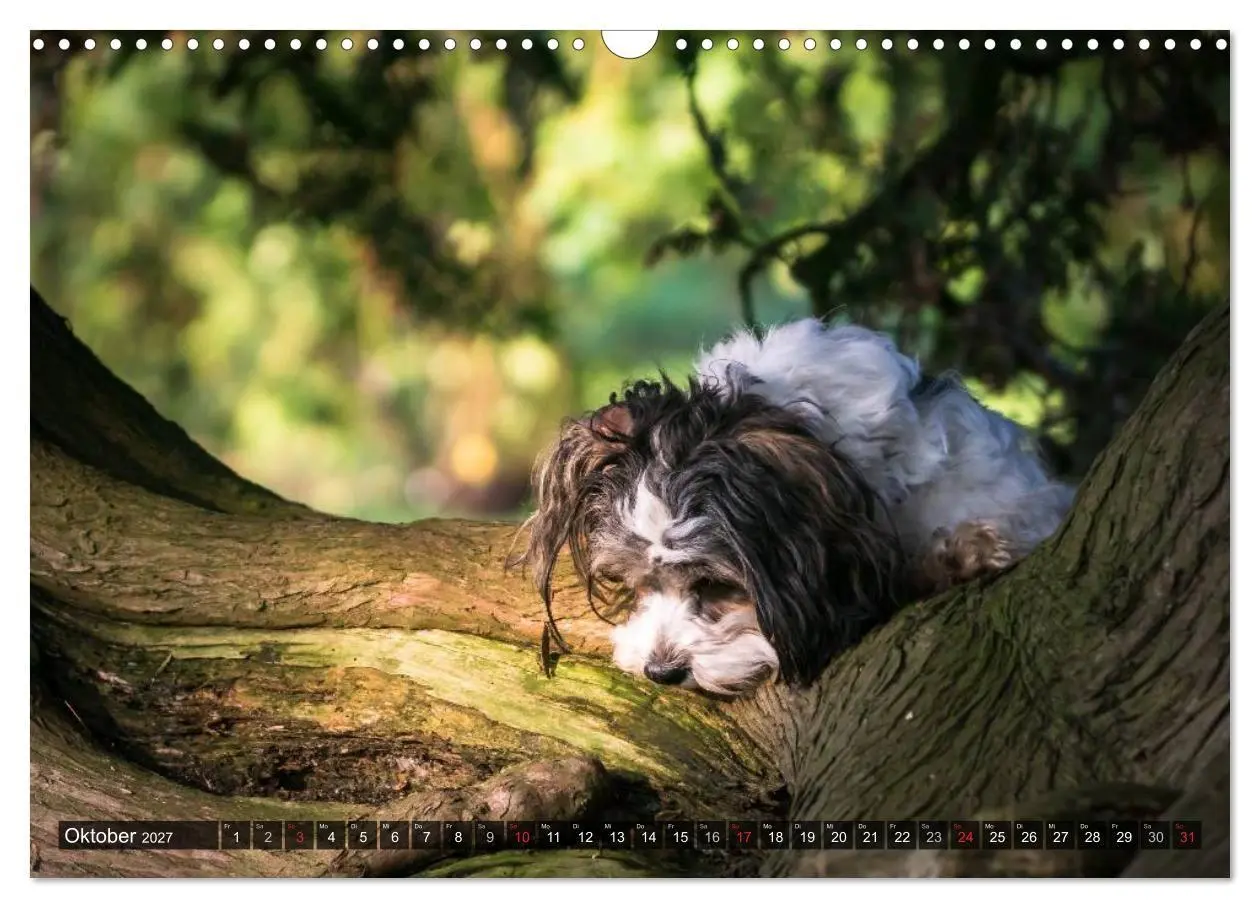 Bild: 9783569990494 | Spaß mit Havanesern (Wandkalender 2027 DIN A3 quer), CALVENDO...