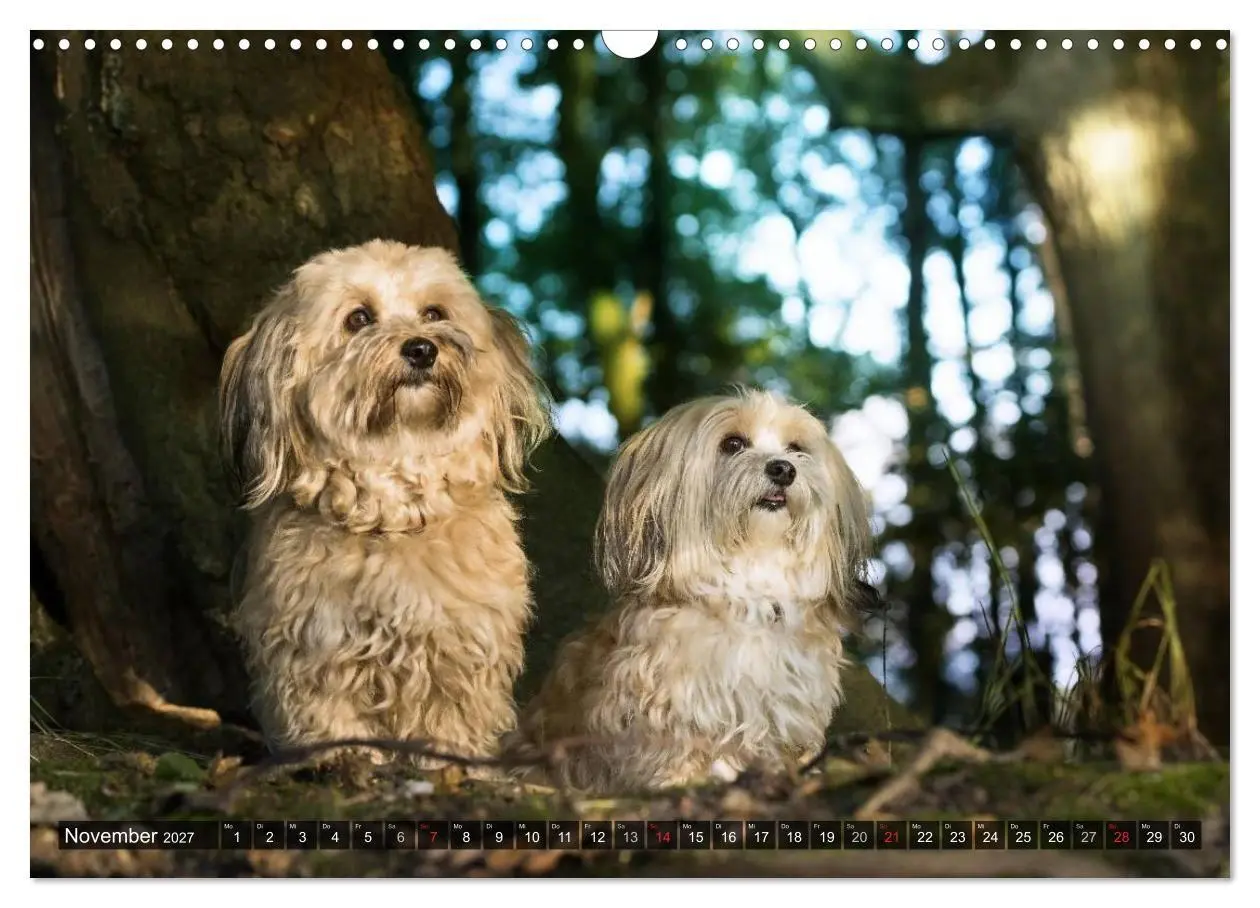 Bild: 9783569990494 | Spaß mit Havanesern (Wandkalender 2027 DIN A3 quer), CALVENDO...