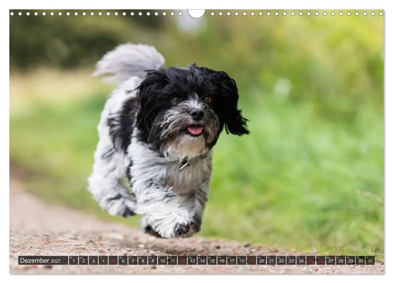Bild: 9783569990494 | Spaß mit Havanesern (Wandkalender 2027 DIN A3 quer), CALVENDO...