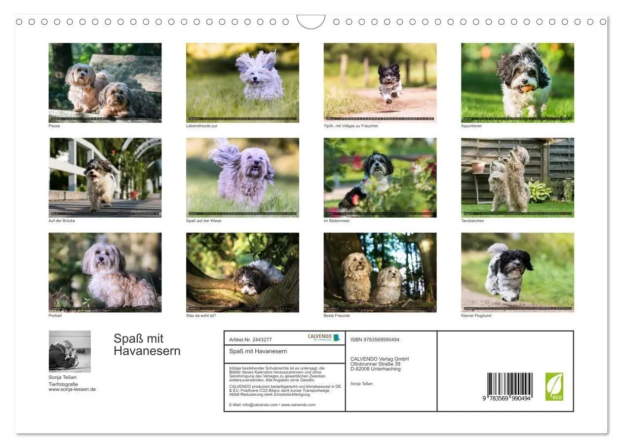 Bild: 9783569990494 | Spaß mit Havanesern (Wandkalender 2027 DIN A3 quer), CALVENDO...