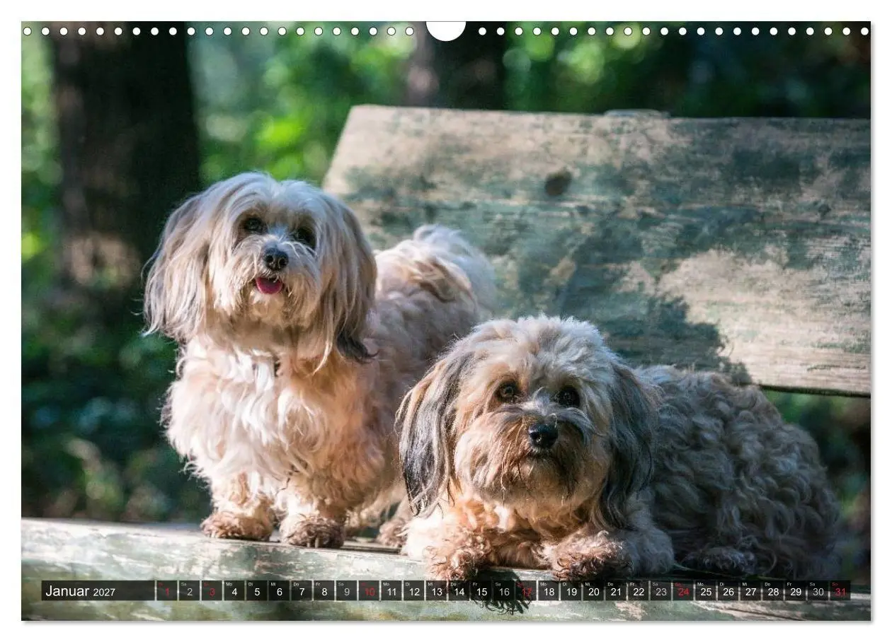 Bild: 9783569990494 | Spaß mit Havanesern (Wandkalender 2027 DIN A3 quer), CALVENDO...