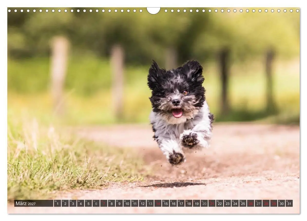 Bild: 9783569990494 | Spaß mit Havanesern (Wandkalender 2027 DIN A3 quer), CALVENDO...