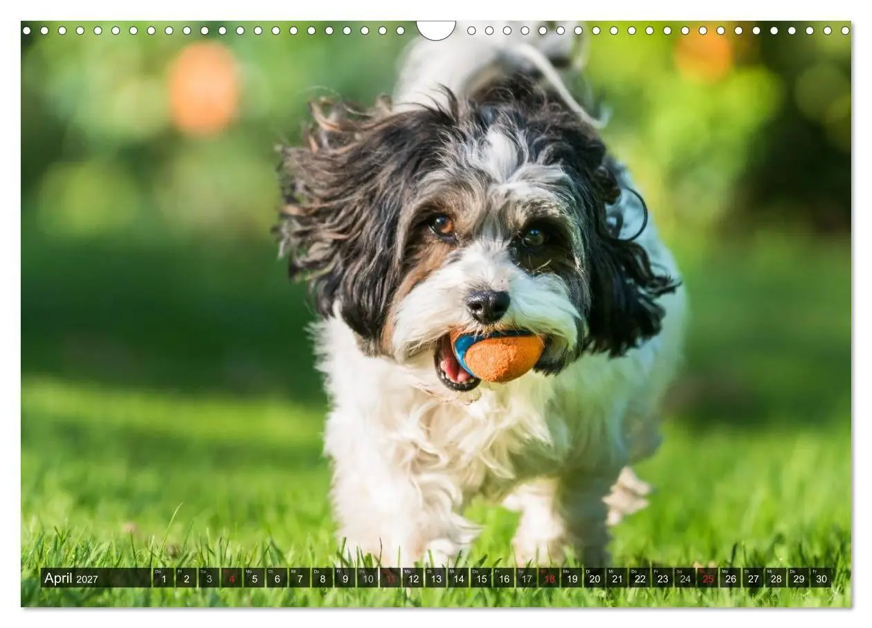 Bild: 9783569990494 | Spaß mit Havanesern (Wandkalender 2027 DIN A3 quer), CALVENDO...