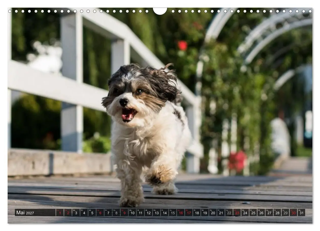 Bild: 9783569990494 | Spaß mit Havanesern (Wandkalender 2027 DIN A3 quer), CALVENDO...
