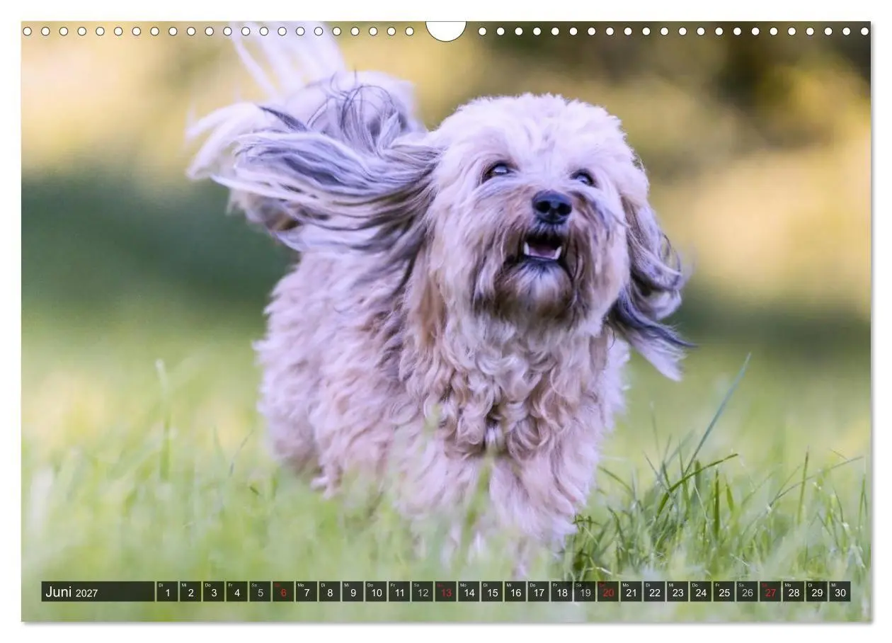 Bild: 9783569990494 | Spaß mit Havanesern (Wandkalender 2027 DIN A3 quer), CALVENDO...