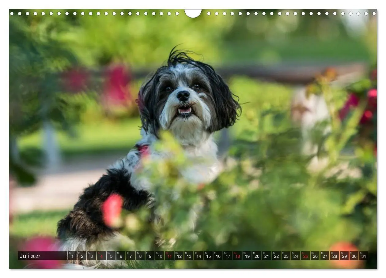 Bild: 9783569990494 | Spaß mit Havanesern (Wandkalender 2027 DIN A3 quer), CALVENDO...